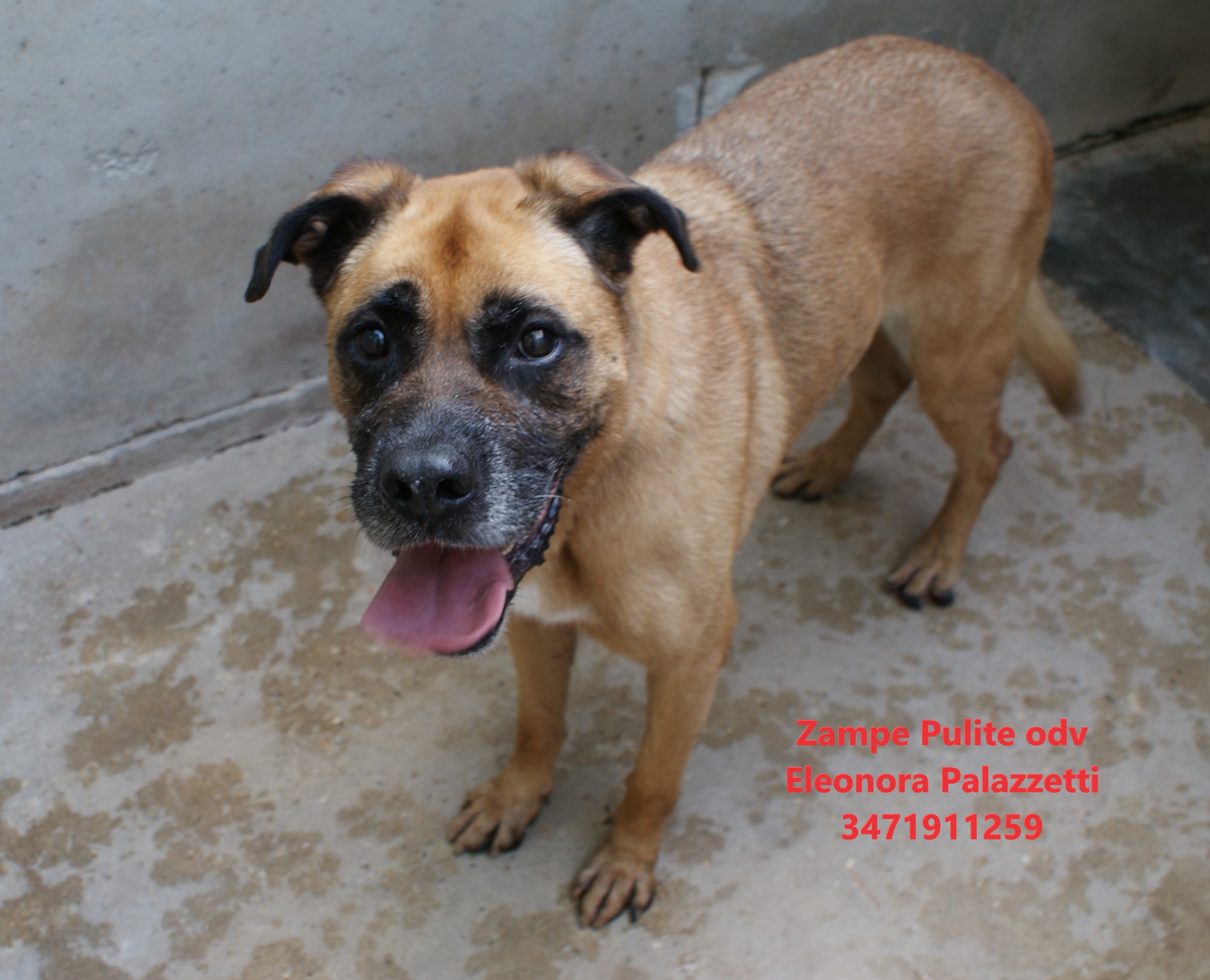 Dente 17.07.2025 n. 15