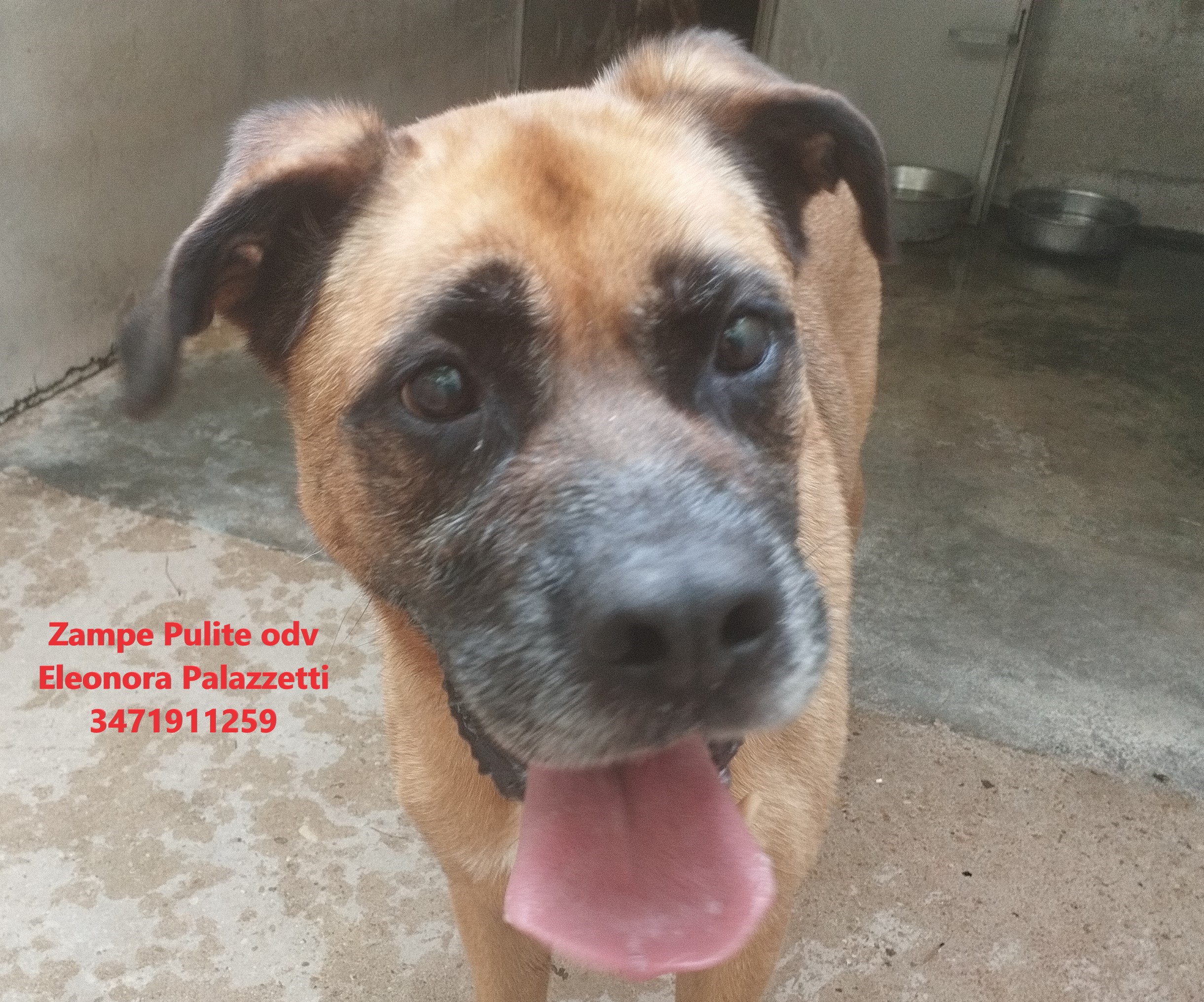 Dente 17.07.2025 n. 4