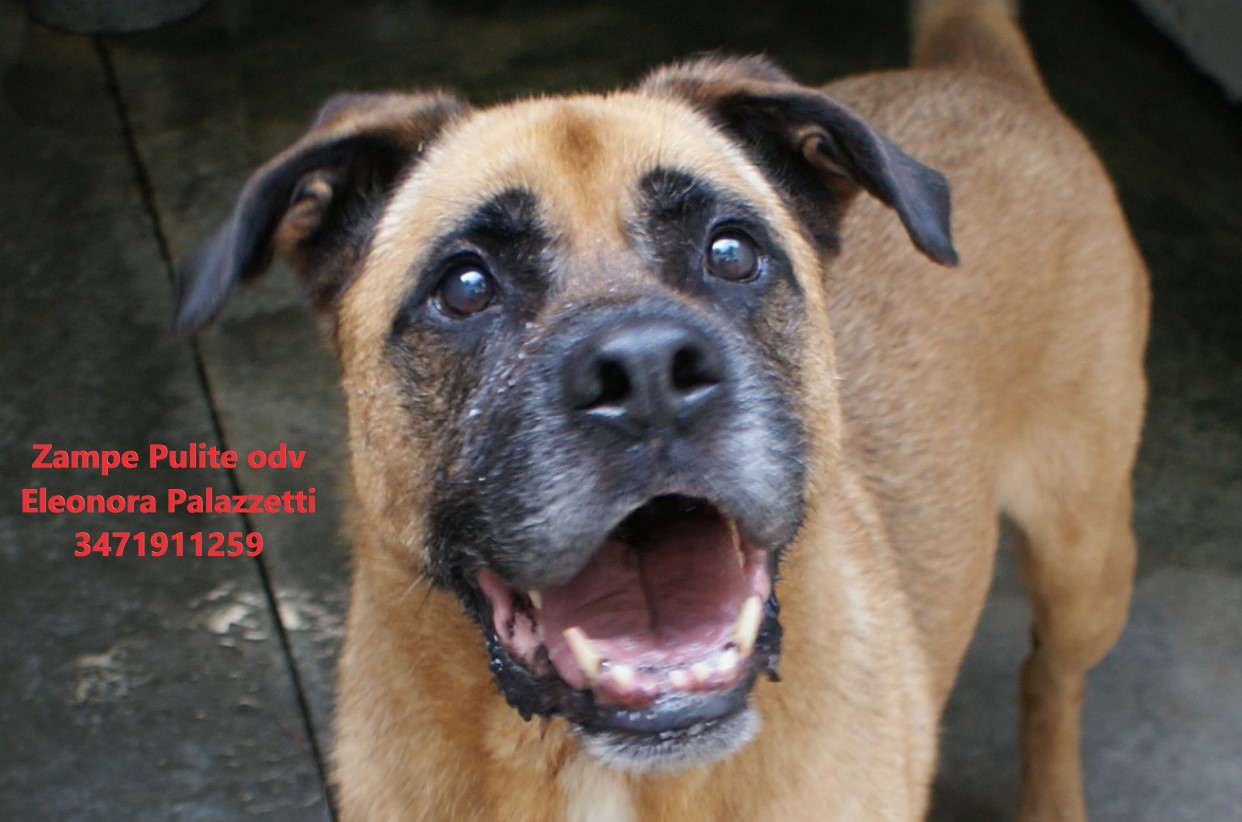 Dente 17.07.2025 n. 7