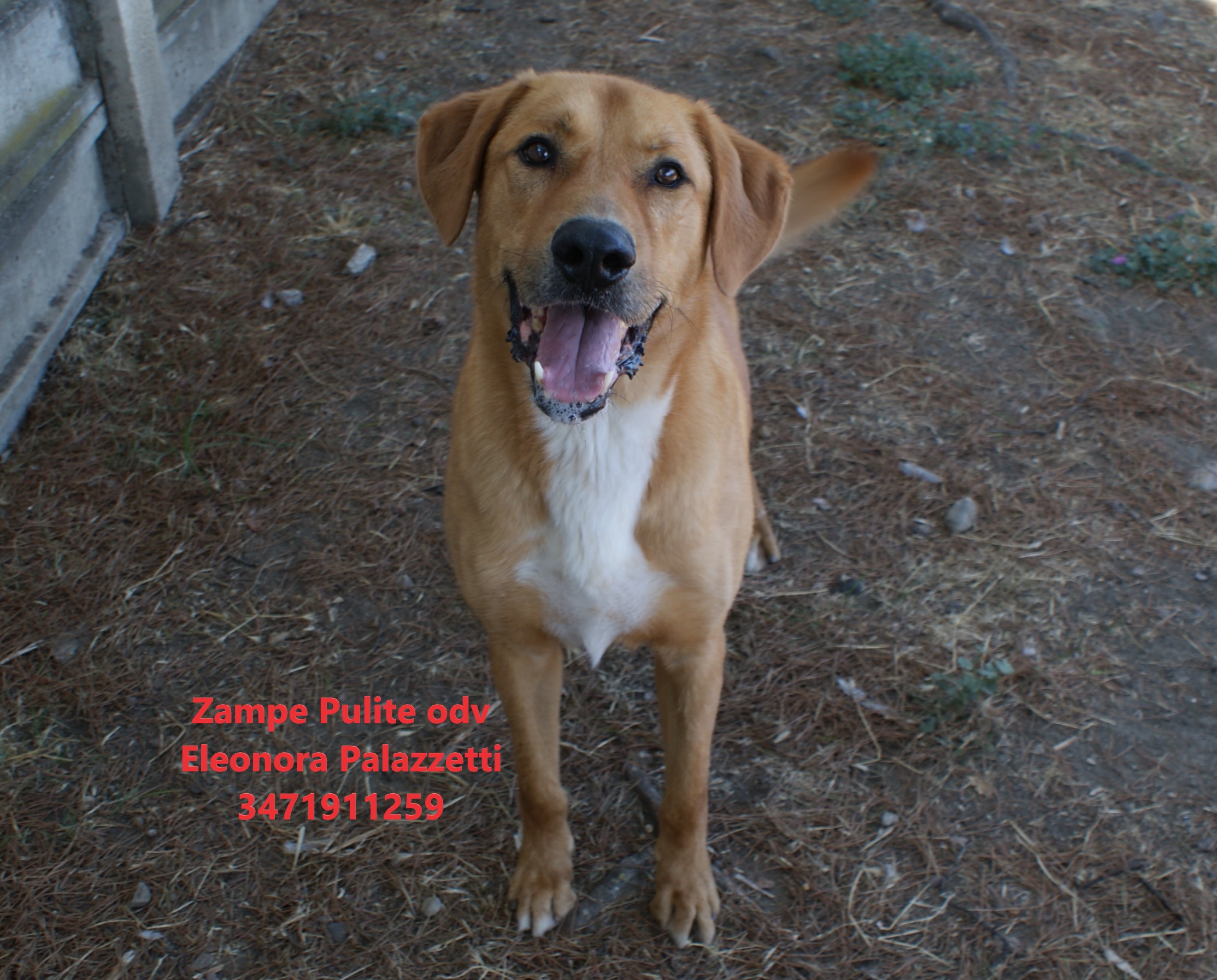 Homer 7.08.2025 n. 2