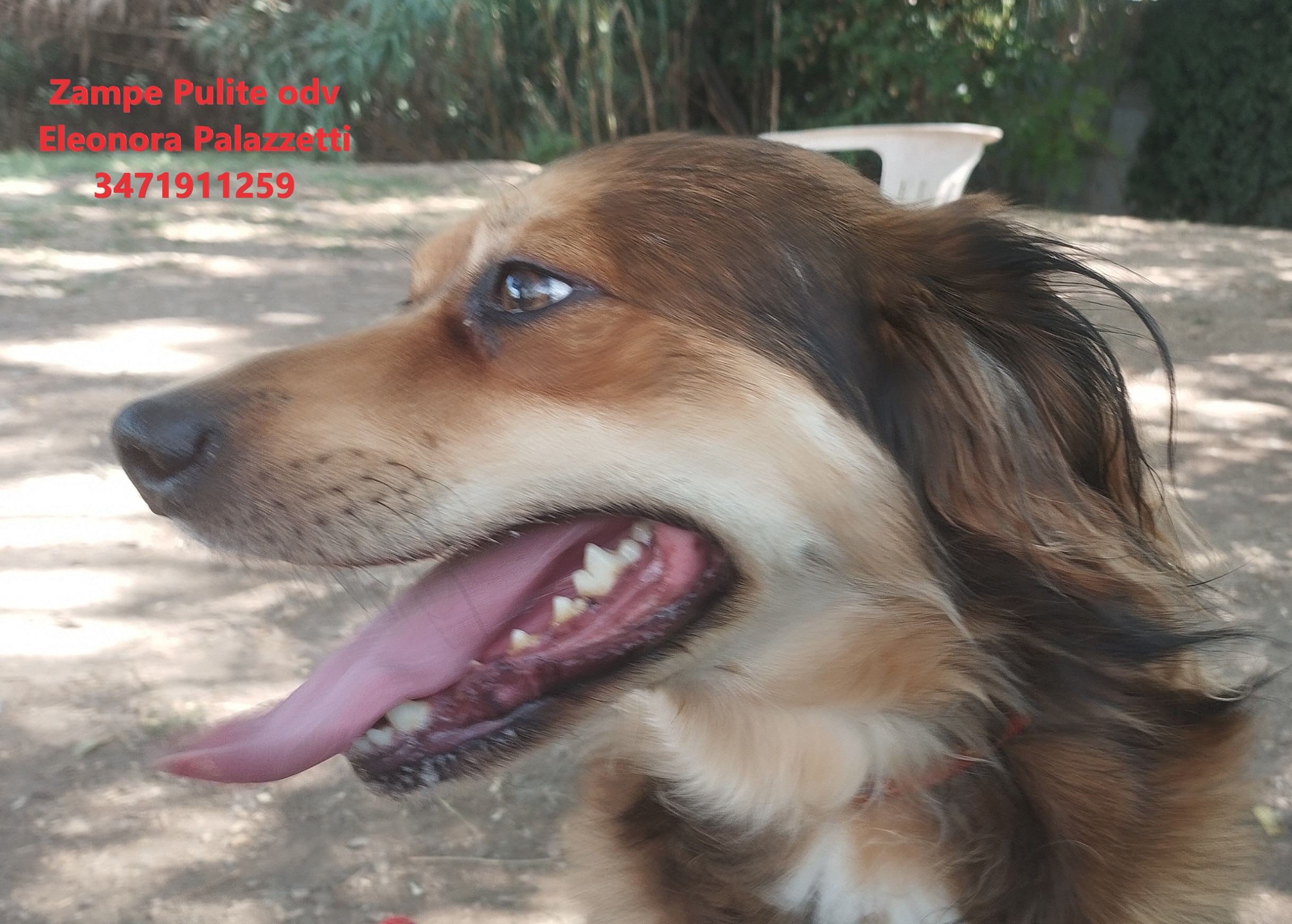 Lallo 17.07.2025 n. 3