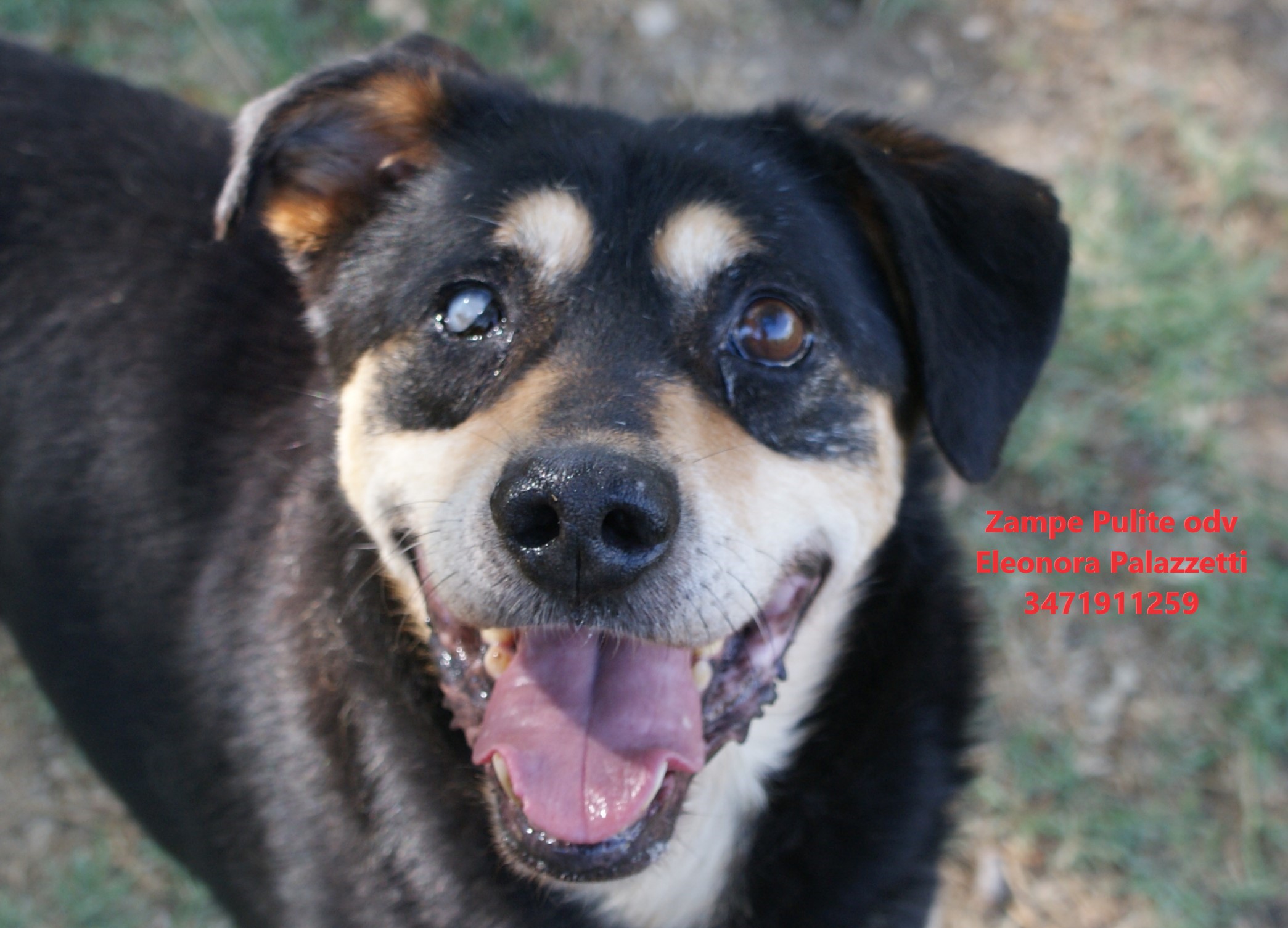 Pippo 17.07.2025 n. 1