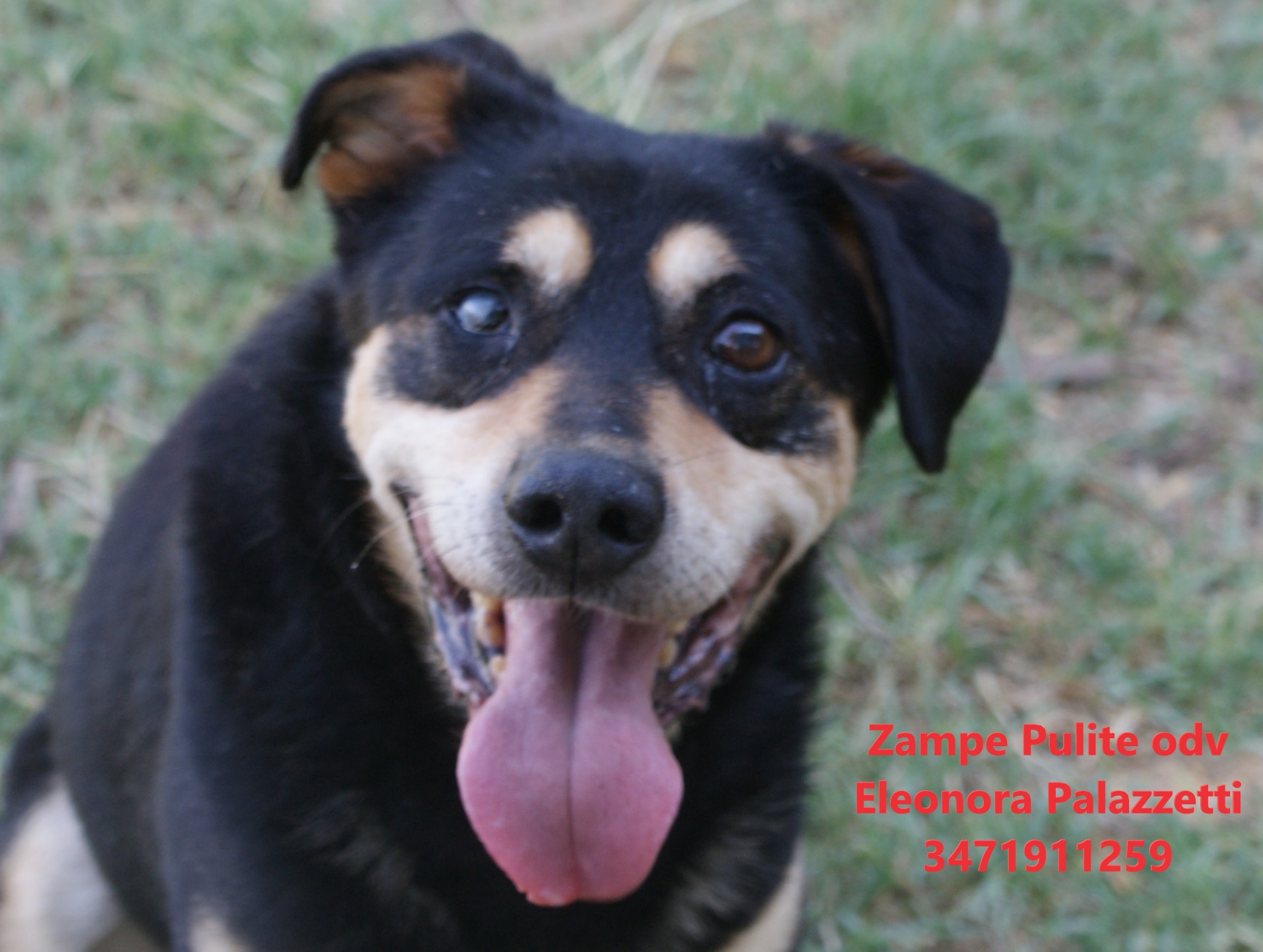 Pippo 17.07.2025 n. 8