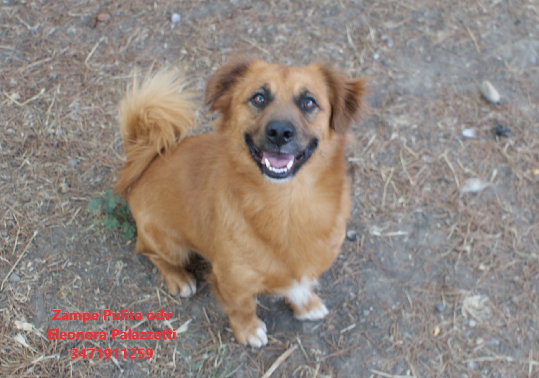 Puffi 14.08.2025 n. 1