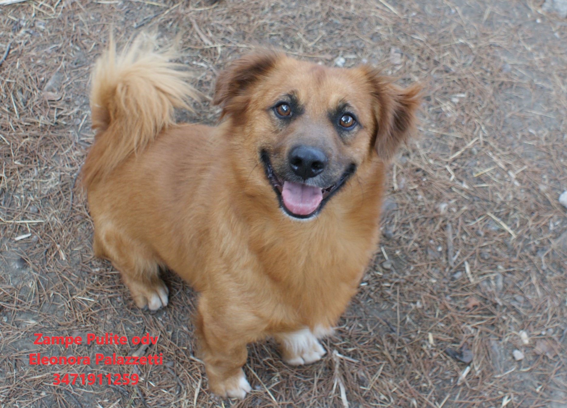 Puffi 14.08.2025 n. 3