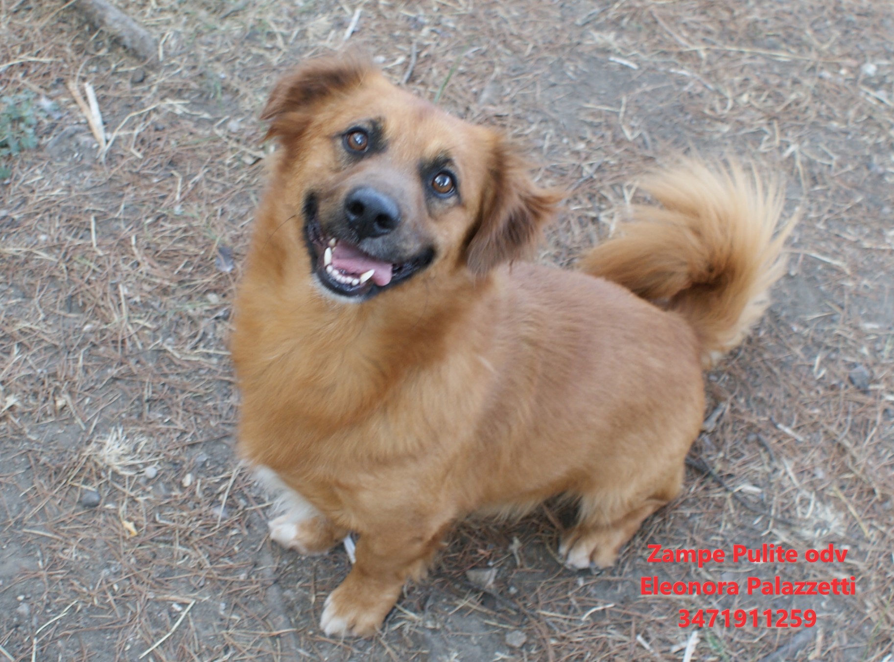 Puffi 14.08.2025 n. 4