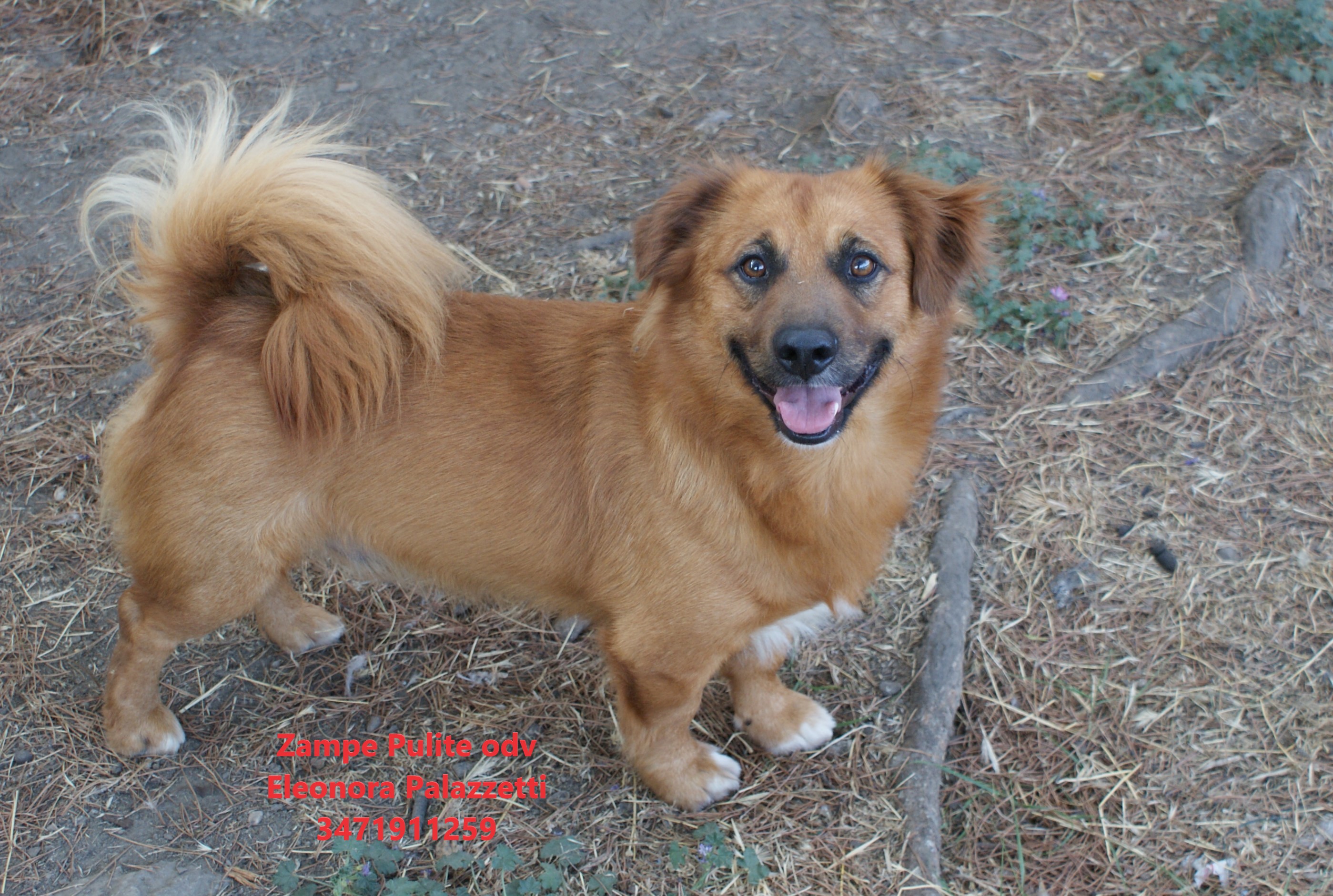 Puffi 14.08.2025 n. 5