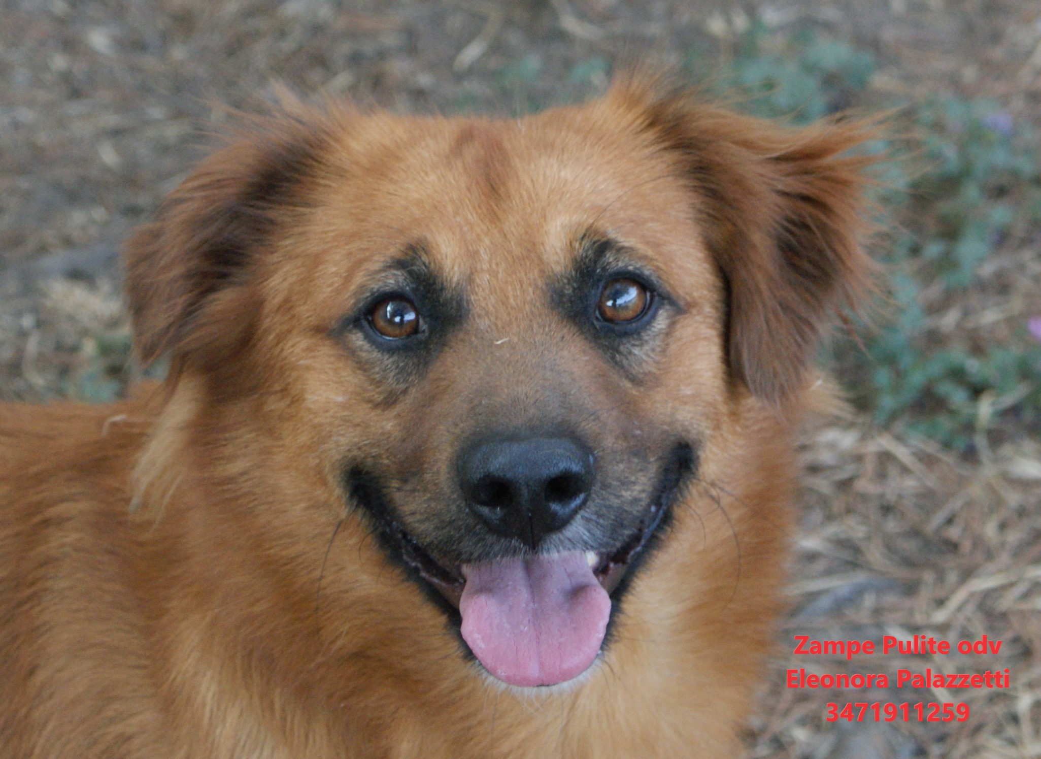 Puffi 14.08.2025 n. 6