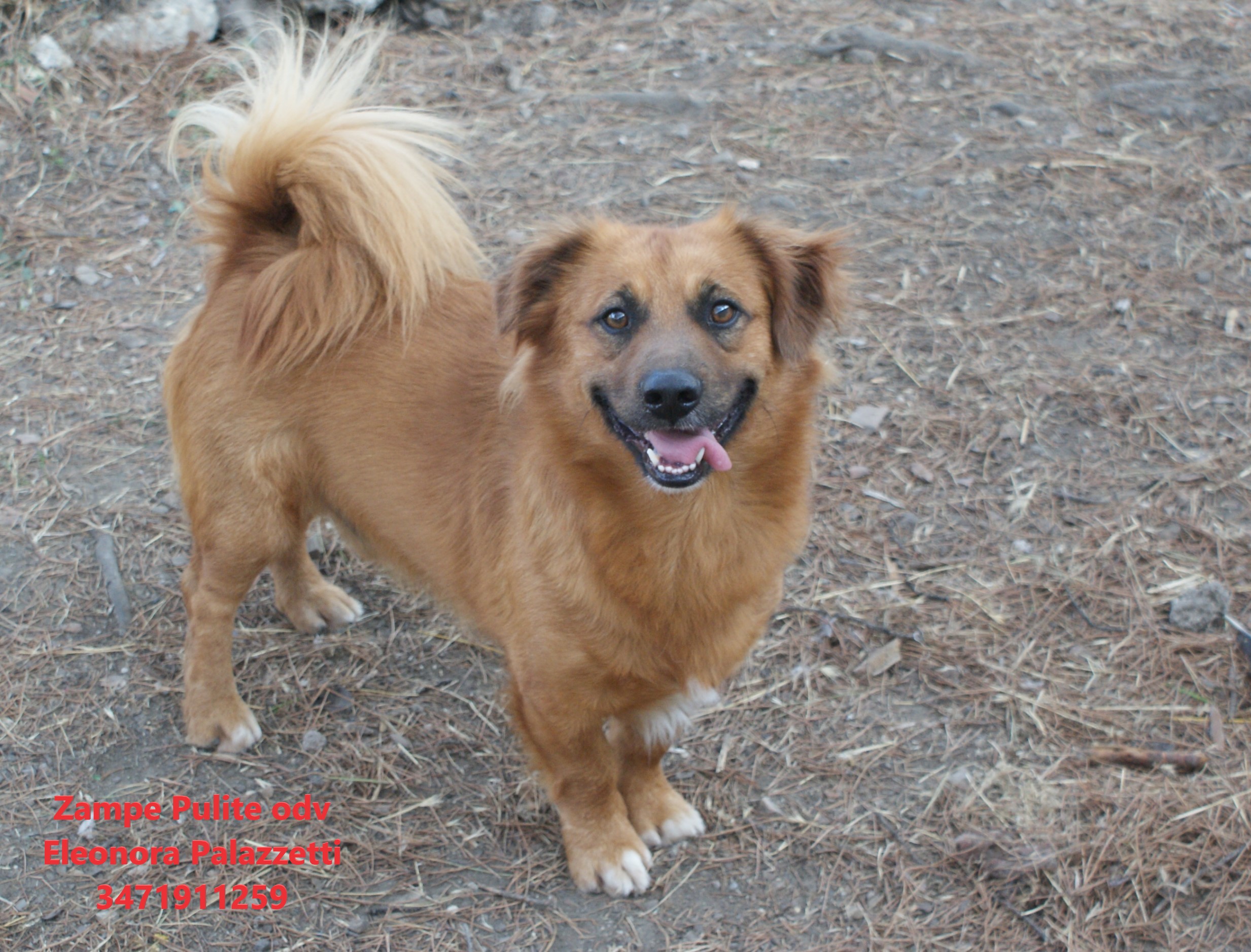 Puffi 14.08.2025 n. 7