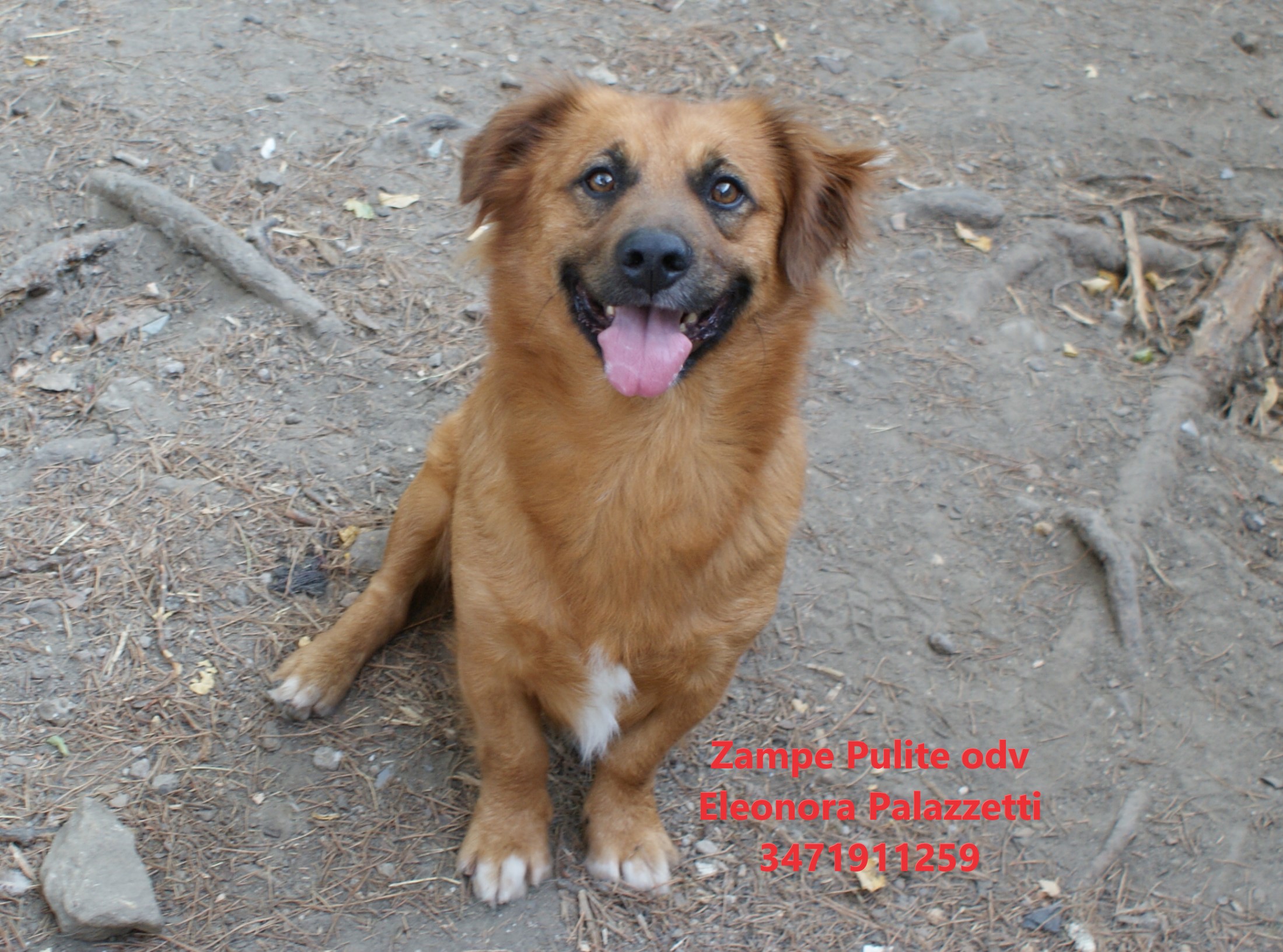 Puffi 14.08.2025 n. 8