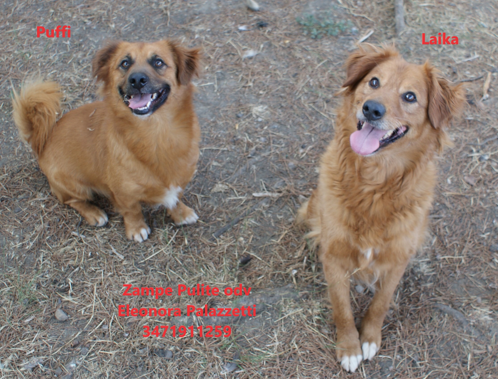 Puffy e Laika 14.08.2025 n. 1