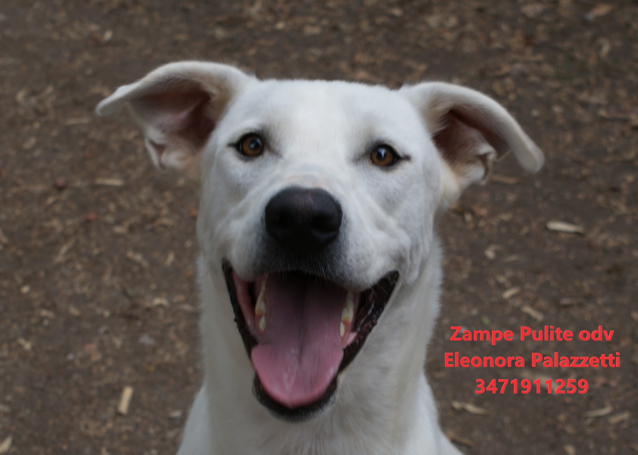 Falkor 12.08.2026 n. 2